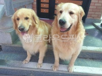 애완동물, 골든리트리버, 애완견, 집, 마당, 사진,이미지,일러스트,캘리그라피 - 이헬작가 크라우드픽 - 저작권 걱정 없는 상업용 이미지