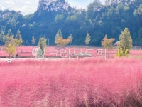 핑크뮬리, 자연, nature, 들, field, 사진,이미지,일러스트,캘리그라피 - Ngkdl4235작가 크라우드픽 - 저작권 걱정 없는 상업용 이미지