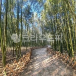 대나무숲, 대나무, 정원, 태화강, 국가정원, 사진,이미지,일러스트,캘리그라피 - Stella1022작가 크라우드픽 - 저작권 걱정 없는 상업용 이미지