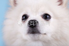 포메라니안, 스피치, 동물, 애완동물, 실내, 사진,이미지,일러스트,캘리그라피 - 베키v작가 크라우드픽 - 저작권 걱정 없는 상업용 이미지
