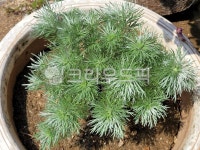 herbs, 허브, 은쑥나무, 화분, 쑥, 사진,이미지,일러스트,캘리그라피 - 들꽃사랑작가 크라우드픽 - 저작권 걱정 없는 상업용 이미지