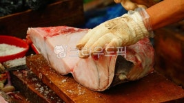 상어, 상어고기, 생선, 고기, shark, 사진,이미지,일러스트,캘리그라피 - BUSAN OPPA작가 크라우드픽 - 저작권 걱정 없는 상업용 이미지