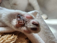 고양이, 발바닥, 젤리패드, paw, 발, 사진,이미지,일러스트,캘리그라피 - 선하yk작가 크라우드픽 - 저작권 걱정 없는 상업용 이미지