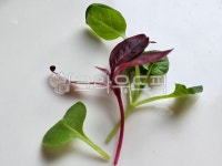 새싹, 새싹채소, 웰빙, 건강식, 채소, 사진,이미지,일러스트,캘리그라피 - n1작가 크라우드픽 - 저작권 걱정 없는 상업용 이미지