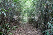 숲, 숲길, 녹색, 길, 트레일, 사진,이미지,일러스트,캘리그라피 - 막강철다리작가 크라우드픽 - 저작권 걱정 없는 상업용 이미지