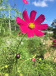 코스모스, flower, 꽃, 가을, 식물, 사진,이미지,일러스트,캘리그라피 - 흔들리는 버드나무작가 크라우드픽 - 저작권 걱정 없는 상업용 이미지