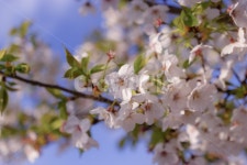 벚꽃, 봄, 계절, 꽃, 흰꽃, 사진,이미지,일러스트,캘리그라피 - ccm93작가 크라우드픽 - 저작권 걱정 없는 상업용 이미지