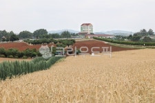 안성팜랜드, 농장, 밀밭, 블루애로우가로수길, farm, 사진,이미지,일러스트,캘리그라피 - 감성담다작가 크라우드픽 - 저작권 걱정 없는 상업용... 