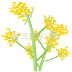 유채꽃, 봄꽃, 제주, 노란꽃, 꽃, 사진,이미지,일러스트,캘리그라피 - newzing작가 크라우드픽 - 저작권 걱정 없는 상업용 이미지