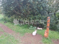 제주토끼, 토끼, 사라봉토끼, 제주사라봉, 동물, 사진,이미지,일러스트,캘리그라피 - 이루베키바쇼작가 크라우드픽 - 저작권 걱정 없는 상업용 이미지