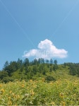 꽃, 나무, 식물, flower, 구름, 사진,이미지,일러스트,캘리그라피 - 봄해랑작가 크라우드픽 - 저작권 걱정 없는 상업용 이미지