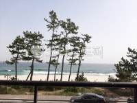 강릉, 해수욕장, 소나무, 해송, 바다조망, 사진,이미지,일러스트,캘리그라피 - jebii작가 크라우드픽 - 저작권 걱정 없는 상업용 이미지
