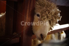 양, 양떼, 양얼굴, 양털, 양떼목장, 사진,이미지,일러스트,캘리그라피 - 다정금지작가 크라우드픽 - 저작권 걱정 없는 상업용 이미지