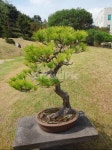 분재, bonsai, 소나무, pine, 정원, 사진,이미지,일러스트,캘리그라피 - madtiger작가 크라우드픽 - 저작권 걱정 없는 상업용 이미지