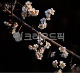 꽃사담고 | flower, 꽃, 매화, petal, 꽃잎, 사진,이미지,일러스트,캘리그라피 - 사담사작가 크라우드픽 - 저작권 걱정 없는 상업용 이미지