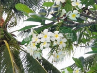 라와디, 동남아대표꽃, summer, 여름, flower, 사진,이미지,일러스트,캘리그라피 - ssiwants작가 크라우드픽 - 저작권 걱정 없는 상업용...