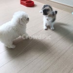 cat, dog, 합사, 새끼고양이, 새끼강아지, 사진,이미지,일러스트,캘리그라피 - 노는부부작가 크라우드픽 - 저작권 걱정 없는 상업용 이미지