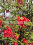 flower, 꽃, petal, 꽃잎, 자연, 사진,이미지,일러스트,캘리그라피 - cyyt37작가 크라우드픽 - 저작권 걱정 없는 상업용 이미지