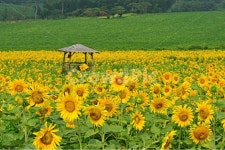 고창청보리밭, 청보리밭, 해바라기밭, 고창해바라기밭, 정자, 사진,이미지,일러스트,캘리그라피 - 영산공작가 크라우드픽 - 저작권 걱정 없는... 