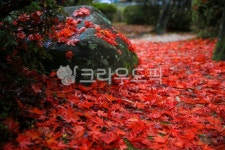 가을, autumn, 단풍, maple, 잎, 사진,이미지,일러스트,캘리그라피 - 고운경작가 크라우드픽 - 저작권 걱정 없는 상업용 이미지