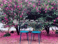 카멜리아힐, camelliaflower, camellia, 동백, 동백꽃, 사진,이미지,일러스트,캘리그라피 - EVIE2작가 크라우드픽 - 저작권 걱정 없는... 