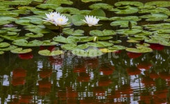 풍경, 물, 호수, 연못, 꽃, 사진,이미지,일러스트,캘리그라피 - 서은작가 크라우드픽 - 저작권 걱정 없는 상업용 이미지