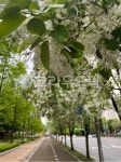 garden, outdoors, 정원, 꽃길, 이팝나무, 사진,이미지,일러스트,캘리그라피 - FREE315작가 크라우드픽 - 저작권 걱정 없는 상업용 이미지