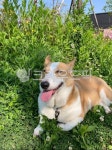 미소, dog, 웃음, 행복, 개, 사진,이미지,일러스트,캘리그라피 - 행복한꽃송이작가 크라우드픽 - 저작권 걱정 없는 상업용 이미지