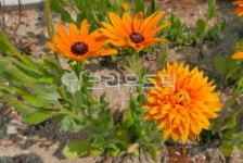 plant, 식물, flower, 꽃, 루드베키아, 사진,이미지,일러스트,캘리그라피 - 썰군작가 크라우드픽 - 저작권 걱정 없는 상업용 이미지