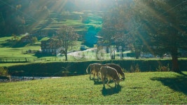 시골, 소, 마을, 한적, 농장, 사진,이미지,일러스트,캘리그라피 - u.unn.tt작가 크라우드픽 - 저작권 걱정 없는 상업용 이미지