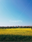 하늘, 유채꽃, 대저생태공원, 대저, 꽃, 사진,이미지,일러스트,캘리그라피 - Nchesian작가 크라우드픽 - 저작권 걱정 없는 상업용 이미지