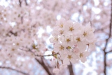 벚꽃, 봄, 핑크, 꽃, 식물, 사진,이미지,일러스트,캘리그라피 - N7337lsj작가 크라우드픽 - 저작권 걱정 없는 상업용 이미지