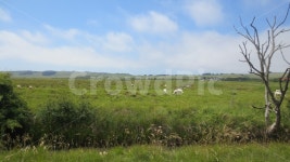 초원, 세계여행, 세븐시스터즈, 브라이튼, 영국목장, 사진,이미지,일러스트,캘리그라피 - mosquitokwon작가 크라우드픽 - 저작권 걱정 없는... 