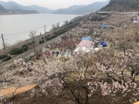 원동, 매화마을, 매화마을축제, 원동매화마을축제, 기차길, 사진,이미지,일러스트,캘리그라피 - 아쑤작가 크라우드픽 - 저작권 걱정 없는 상업용... 