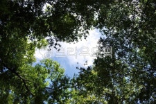 tree, 나무, nature, 자연, sky, 사진,이미지,일러스트,캘리그라피 - Reborn71작가 크라우드픽 - 저작권 걱정 없는 상업용 이미지