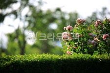 순천만국가정원1호, 테마공원, 자연생태공원, 자연, 옥외, 사진,이미지,일러스트,캘리그라피 - pandora4077작가 크라우드픽 - 저작권 걱정... 