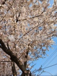 꽃, 벚꽃, cherryblossom, flower, 봄, 사진,이미지,일러스트,캘리그라피 - n24271작가 크라우드픽 - 저작권 걱정 없는 상업용 이미지