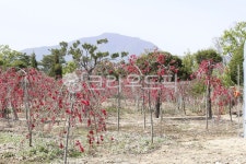 개복숭아밭, 개복숭아꽃, 봄꽃, 복숭아, 봄, 사진,이미지,일러스트,캘리그라피 - 블랙션작가 크라우드픽 - 저작권 걱정 없는 상업용 이미지
