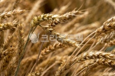 보리, 수확, 황금빛, 유기농, 농장, 사진,이미지,일러스트,캘리그라피 - Jgdanwoo작가 크라우드픽 - 저작권 걱정 없는 상업용 이미지