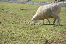 대관령하늘목장, 대관령목장, 대관령, 목장, 하늘목장, 사진,이미지,일러스트,캘리그라피 - 여여니스톡작가 크라우드픽 - 저작권 걱정 없는 상업용... 