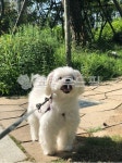 강아지, dog, 개, pet, puppy, 사진,이미지,일러스트,캘리그라피 - yhes94작가 크라우드픽 - 저작권 걱정 없는 상업용 이미지