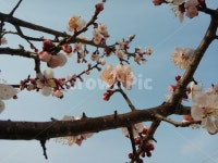 식물, plant, flower, 꽃, 나무, 사진,이미지,일러스트,캘리그라피 - Njjw47작가 크라우드픽 - 저작권 걱정 없는 상업용 이미지