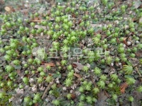 이끼, moss, 초록, 식물, plant, 사진,이미지,일러스트,캘리그라피 - 레스타작가 크라우드픽 - 저작권 걱정 없는 상업용 이미지