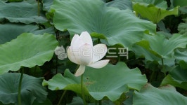 무안회산백련지, 회산백련지, 연꽃방죽, 연잎, 연꽃, 사진,이미지,일러스트,캘리그라피 - Nghpark7533작가 크라우드픽 - 저작권 걱정 없는... 