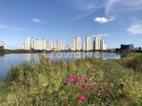 오송, 호수, 풍경, 자연풍경, 아파트풍경, 사진,이미지,일러스트,캘리그라피 - 레모몽작가 크라우드픽 - 저작권 걱정 없는 상업용 이미지
