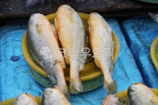 수산물, 해물, 수산시장, 생선, seafood, 사진,이미지,일러스트,캘리그라피 - Nbjaru작가 크라우드픽 - 저작권 걱정 없는 상업용 이미지