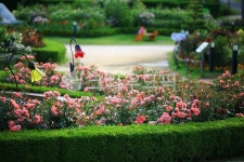 순천만국가정원1호, 테마공원, 자연생태공원, 자연, 옥외, 사진,이미지,일러스트,캘리그라피 - pandora4077작가 크라우드픽 - 저작권 걱정... 