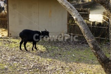 염소, 흑염소, 마당, 동물, 우리, 사진,이미지,일러스트,캘리그라피 - 귀리작가 크라우드픽 - 저작권 걱정 없는 상업용 이미지