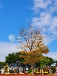 조례호수공원, 전라남도순천시, 나무, 가을, 공원, 사진,이미지,일러스트,캘리그라피 - dremer작가 크라우드픽 - 저작권 걱정 없는 상업용 이미지