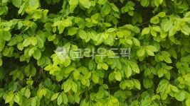 잎, 식물, 초목, leaf, plant, 사진,이미지,일러스트,캘리그라피 - makeupjoung작가 크라우드픽 - 저작권 걱정 없는 상업용 이미지